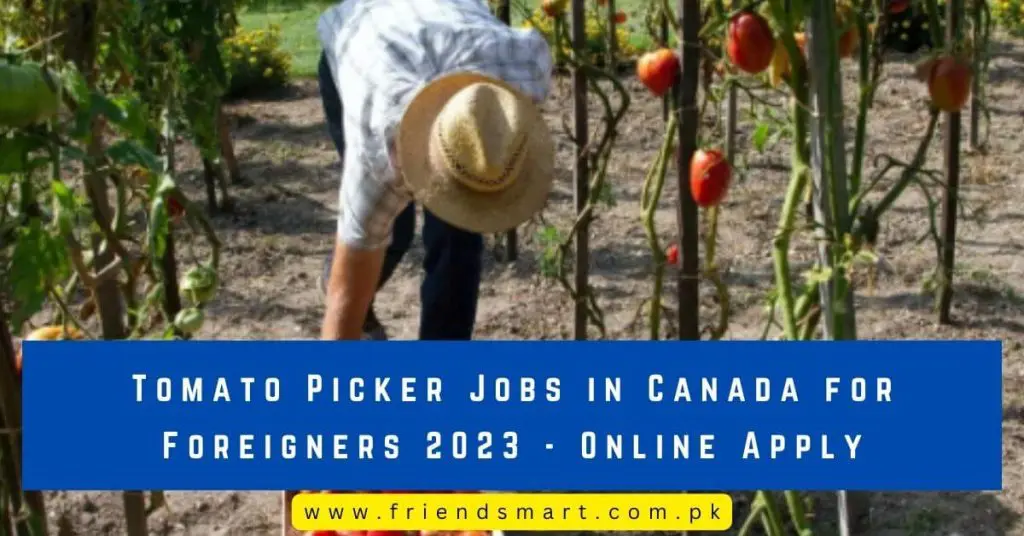 Tomato Picker Jobs in Canada for Foreigners 