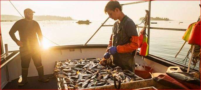 Fishing vessel deckhands Jobs in Canada