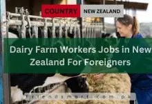 Photo of Dairy Farm Workers Jobs in New Zealand For Foreigners 2024