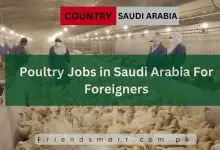 Photo of Poultry Jobs in Saudi Arabia For Foreigners – Visa Sponsorship
