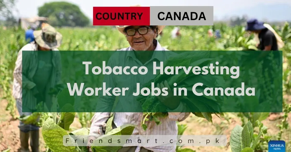 Tobacco Harvesting Worker Jobs in Canada 2024 Apply Here