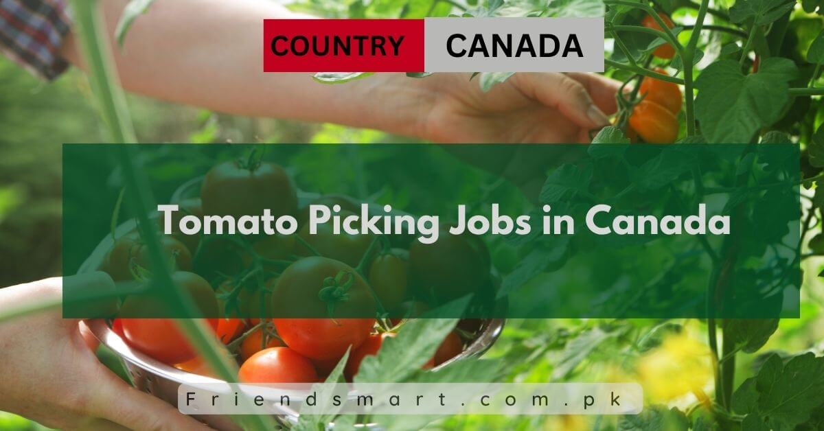 Tomato Picking Jobs in Canada