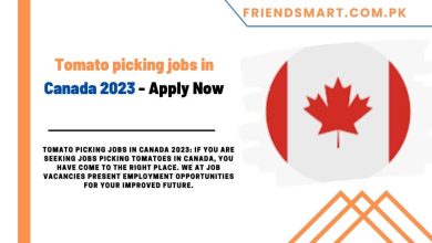 Photo of Tomato picking jobs in Canada 2023 – Apply Now
