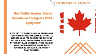 Photo of Beef Cattle Worker Jobs In Canada For Foreigners 2023 – Apply Now