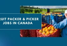 Photo of Fruit Packer & Picker Jobs in Canada 2024 – Visa Sponsorship
