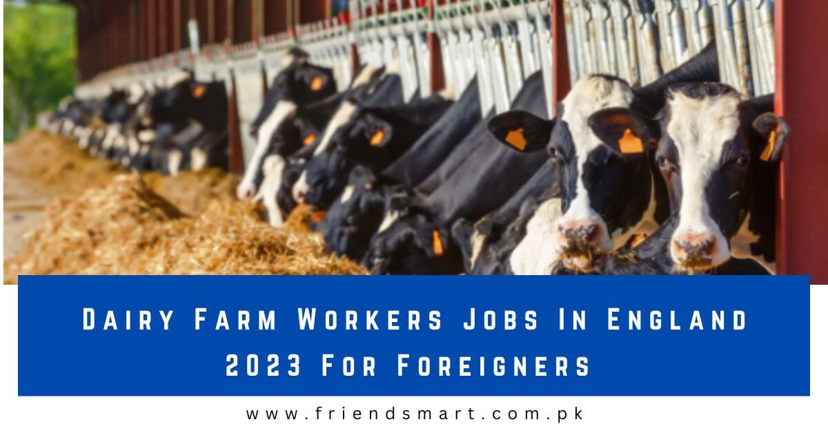 Dairy Farm Workers Jobs In England 2023 For Foreigners