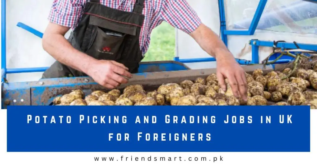 Potato Picking and Grading Jobs in UK for Foreigners