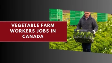 Photo of Vegetable Farm Workers Jobs in Canada 2024 – Apply Here