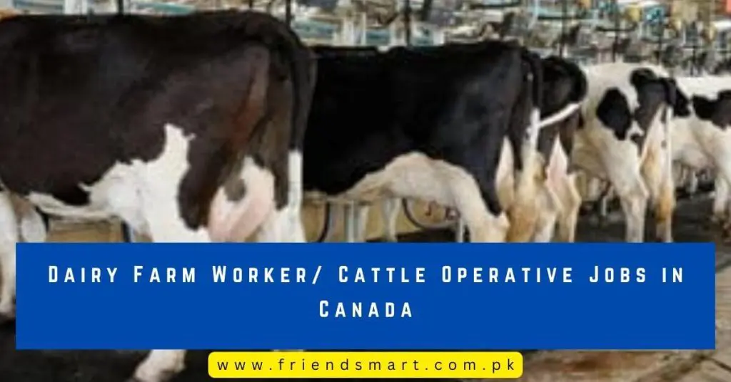 Dairy Farm Worker Cattle Operative Jobs in Canada
