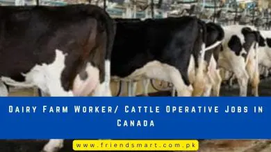 Photo of Dairy Farm Worker/ Cattle Operative Jobs in Canada