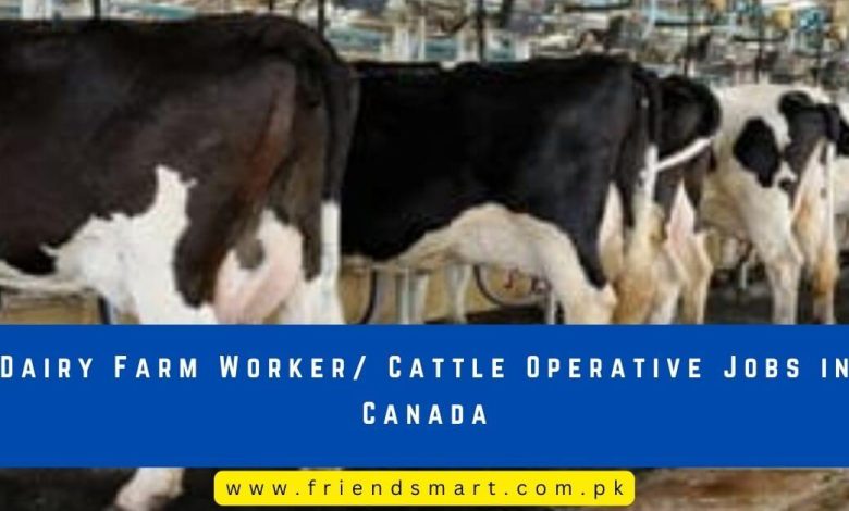 Photo of Dairy Farm Worker/ Cattle Operative Jobs in Canada