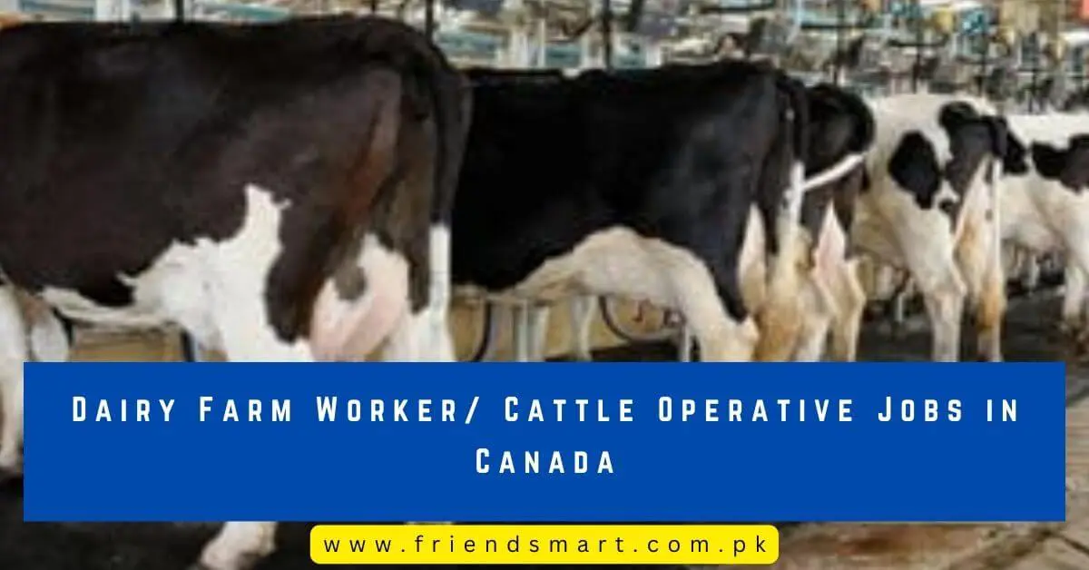 Dairy Farm Worker/ Cattle Operative Jobs in Canada