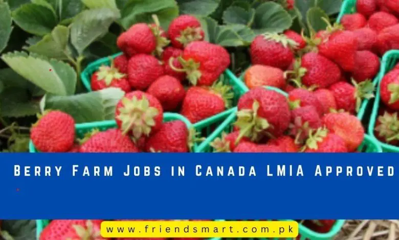 Photo of Berry Farm Jobs in Canada LMIA Approved 2024