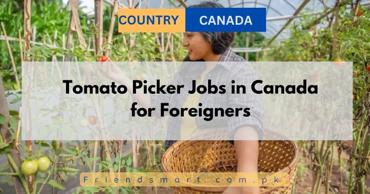 Tomato Picker Jobs in Canada for Foreigners