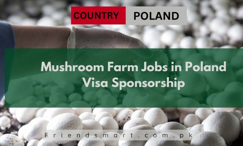 Photo of Mushroom Farm Jobs in Poland Visa Sponsorship 2024