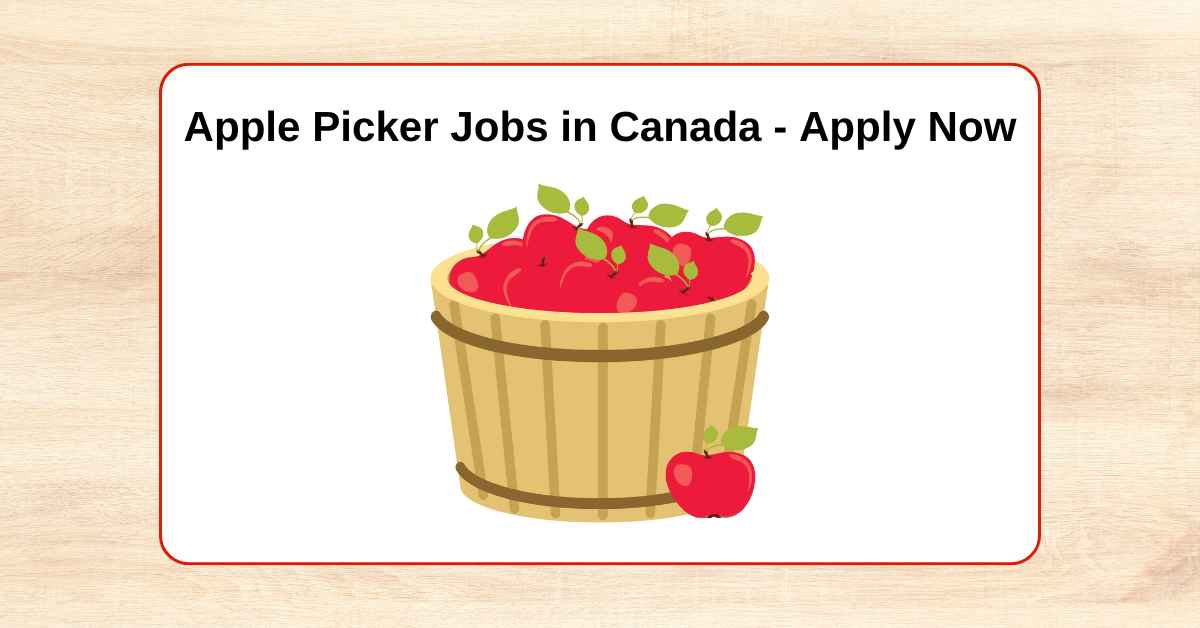 Apple Picker Jobs in Canada with Visa Sponsorship (Guide)
