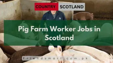 Photo of Pig Farm Worker Jobs in Scotland 2024 – Work Visa