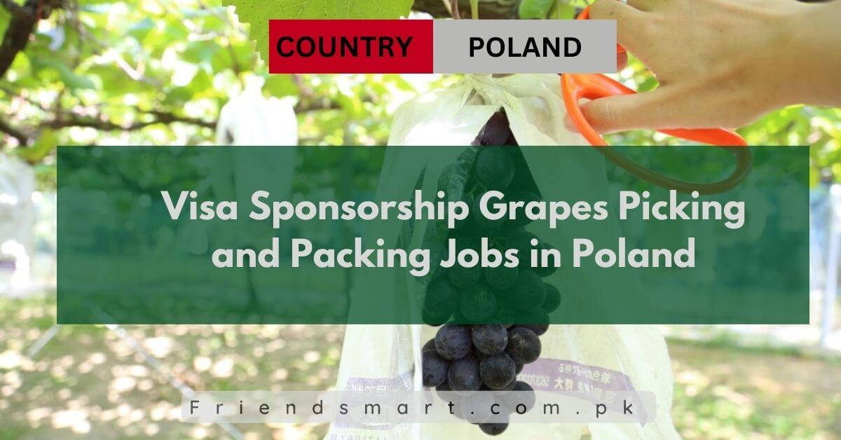 Visa Sponsorship Grapes Picking and Packing Jobs in Poland