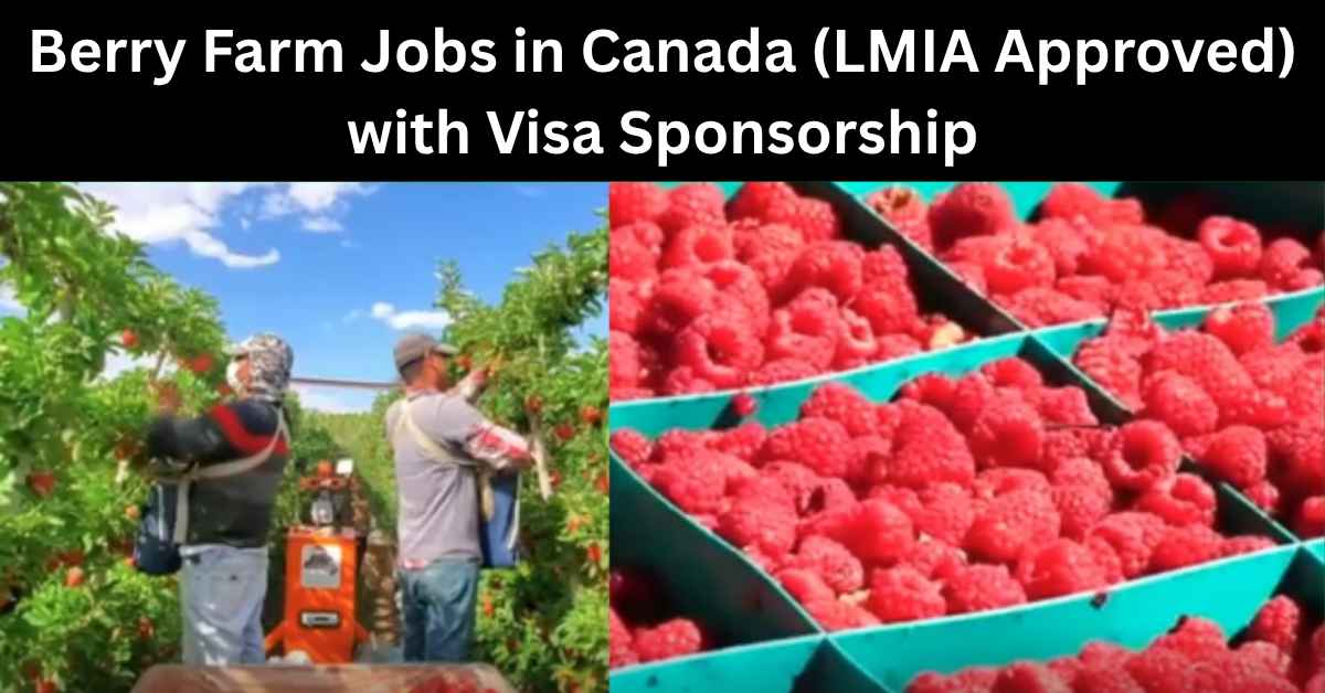 Berry Farm Jobs in Canada (LMIA Approved) with Visa Sponsorship