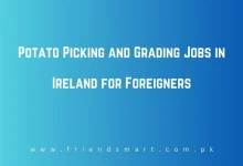 Photo of Potato Picking and Grading Jobs in Ireland for Foreigners 