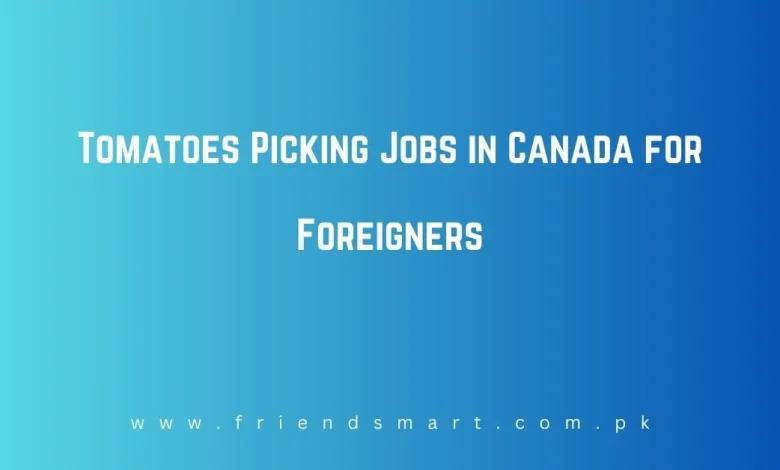 Photo of Tomatoes Picking Jobs in Canada for Foreigners