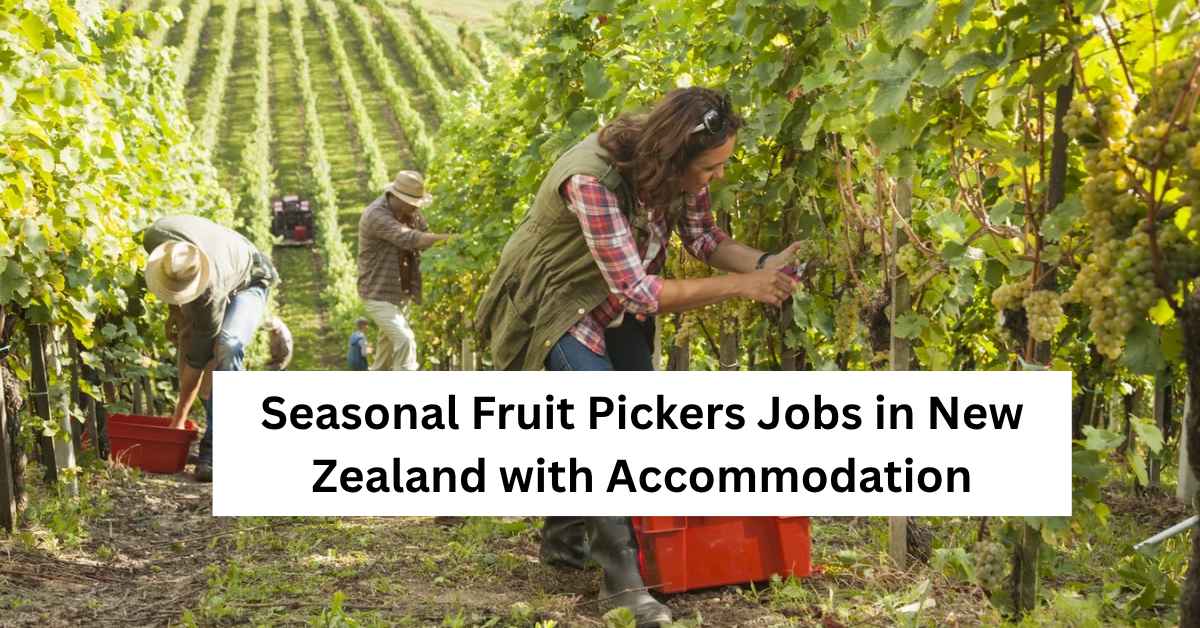 Seasonal Fruit Pickers Jobs in New Zealand with Accommodation