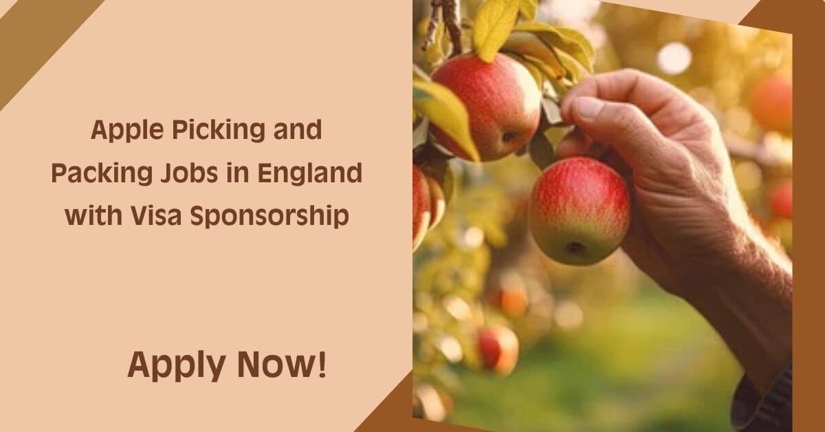 Apple Picking and Packing Jobs in England with Visa Sponsorship