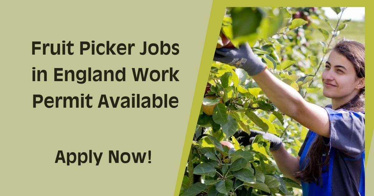 Fruit Picker Jobs in England Work Permit Available