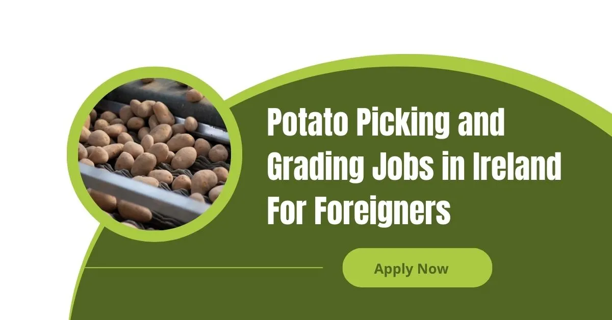 Potato Picking and Grading Jobs in Ireland
