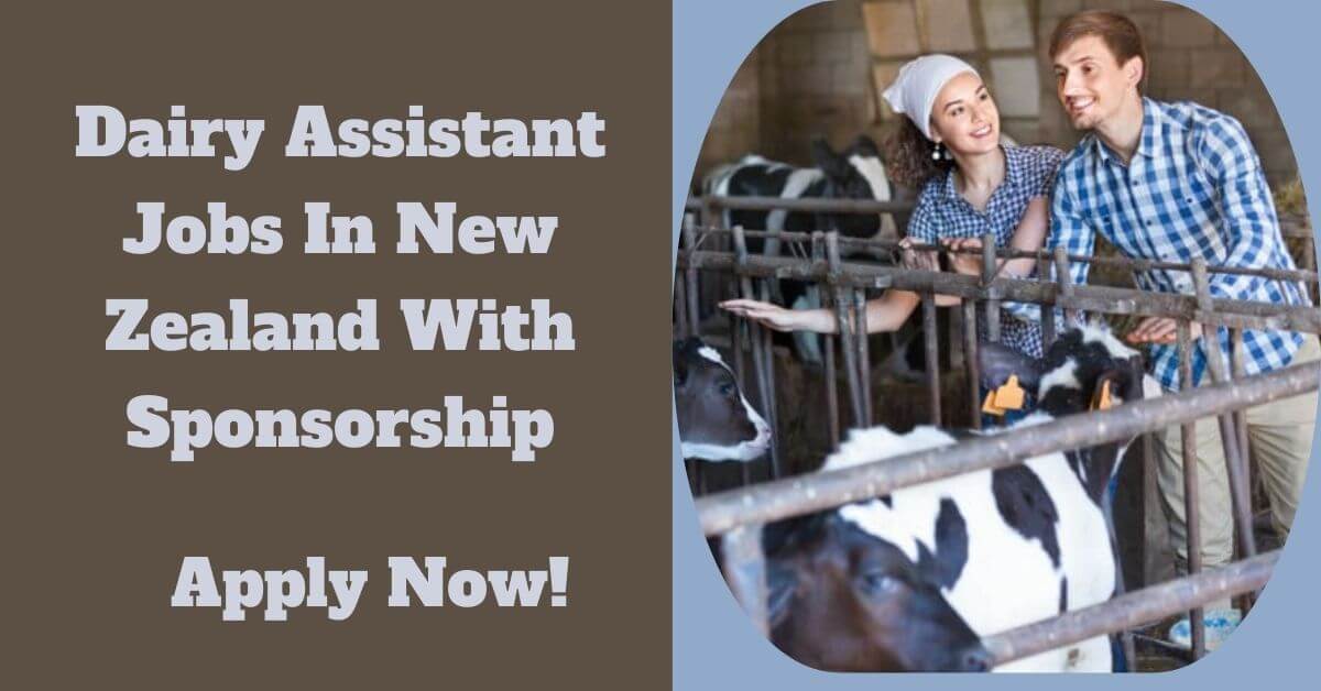 Dairy Assistant Jobs In New Zealand With Sponsorship